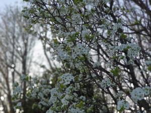 On Easter Morning / The cherry blossoms in bloom / Family visits