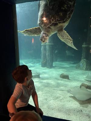 Max makes friends with a turtle at the Mystic Aquarium